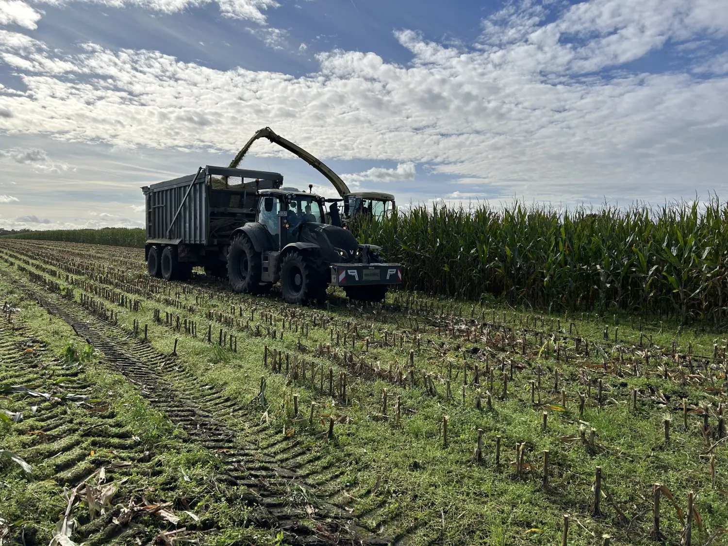 Milchproduktion  Pape Bioenergie GmbH